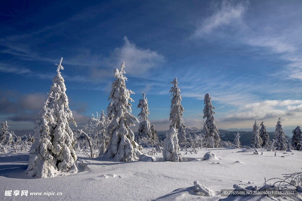 冬日雪覆松林美景