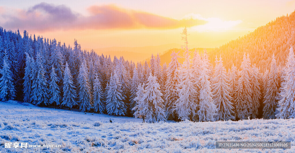 冬日雪林日落美景