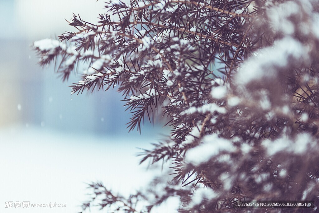 雪覆松枝的冬日美景