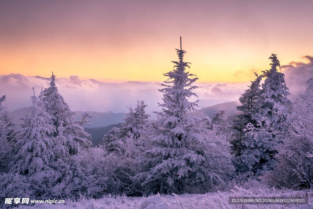 冬日雪林的绝美黄昏景色
