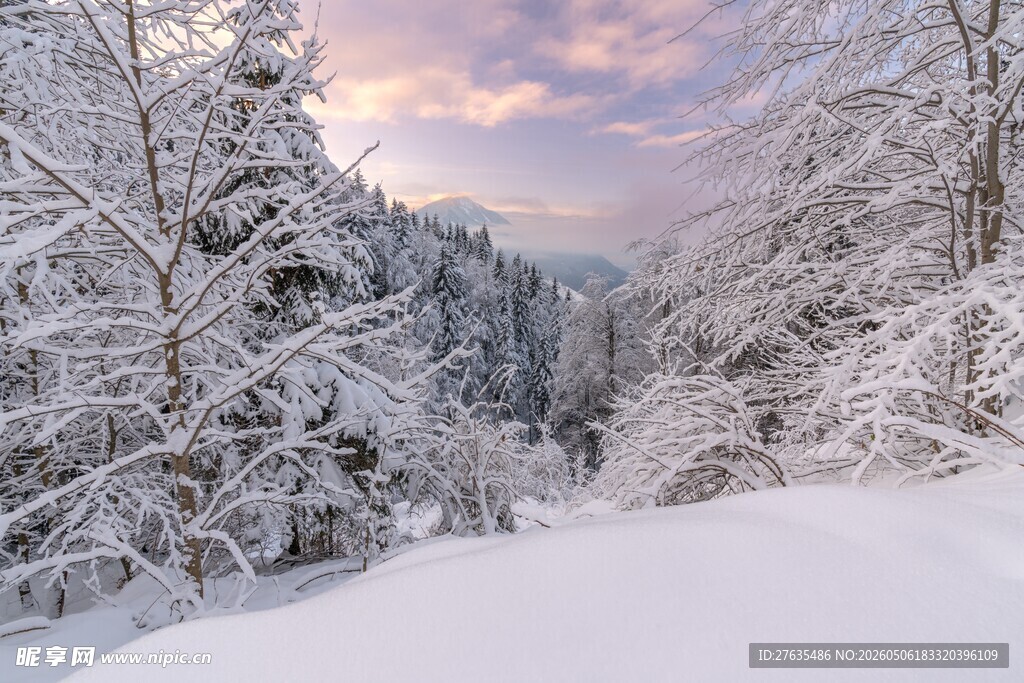 冬日雪景中的静谧山林