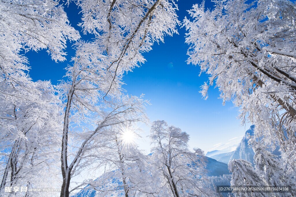 冬日雪覆树林的绝美景致