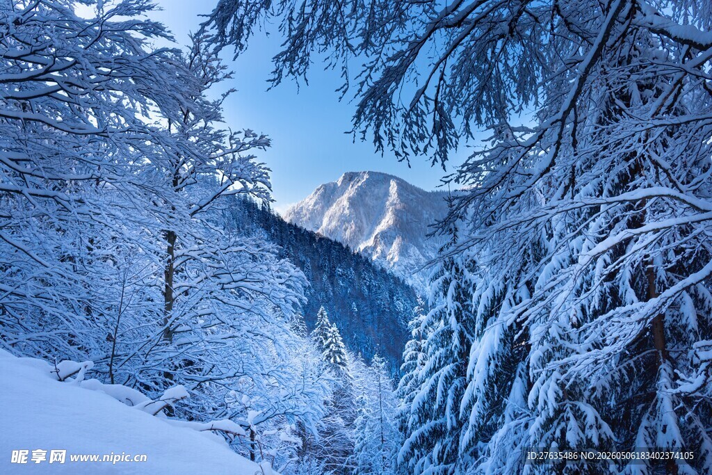 冬日雪景中的宁静山林