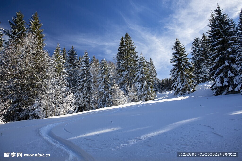 冬日雪林风景