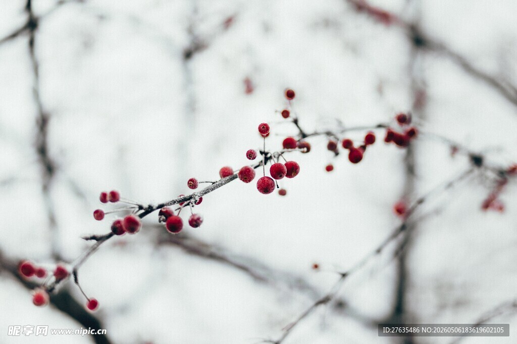 雪中红果枝头俏