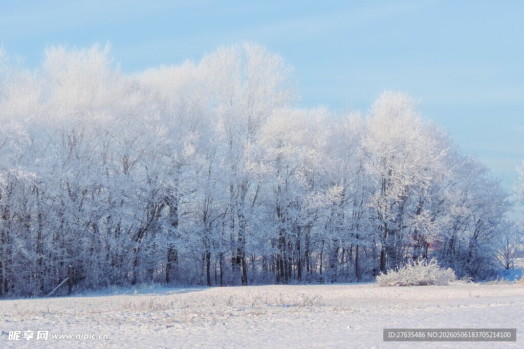 冬日雪覆树木美景