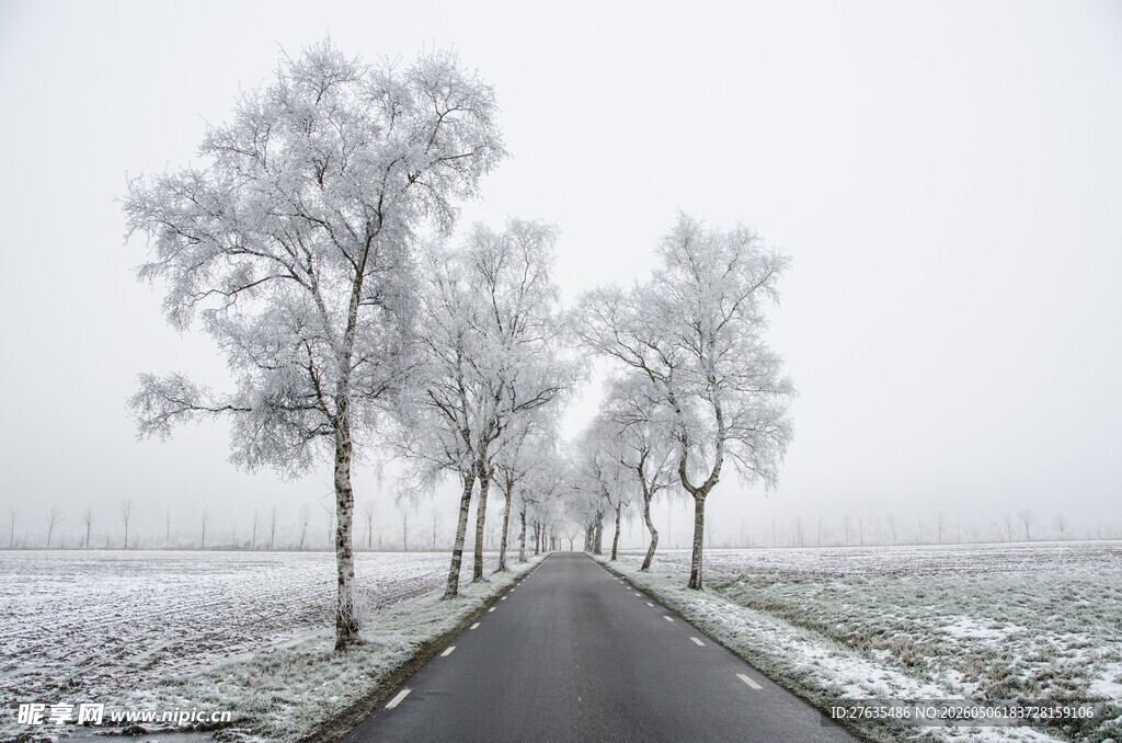 雪覆道路旁的银白树木