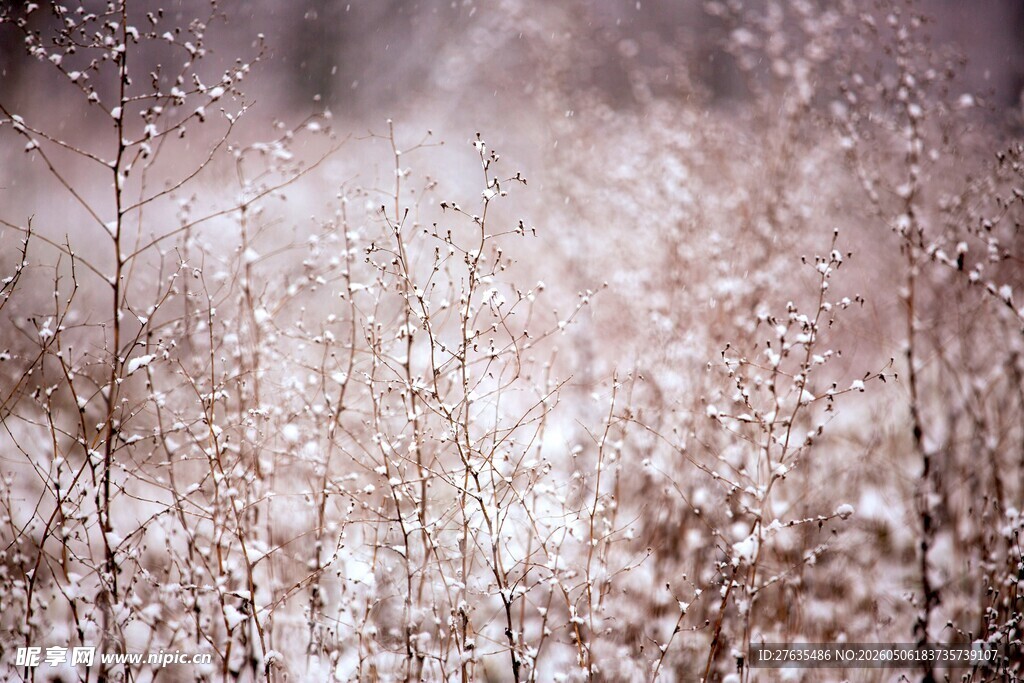 梦幻雪景中的晶莹植物
