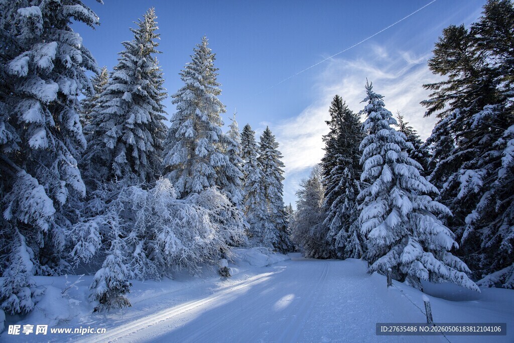 冬日雪林美景