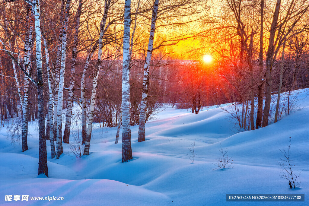 冬日雪林夕阳美景