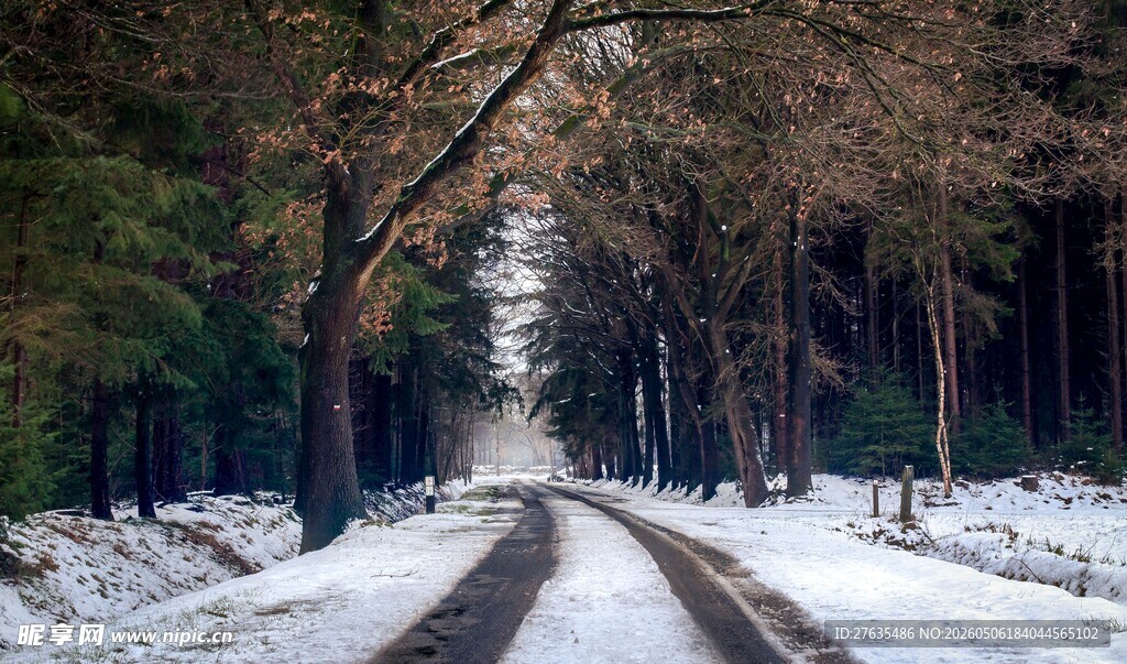 冬日雪覆林间小路