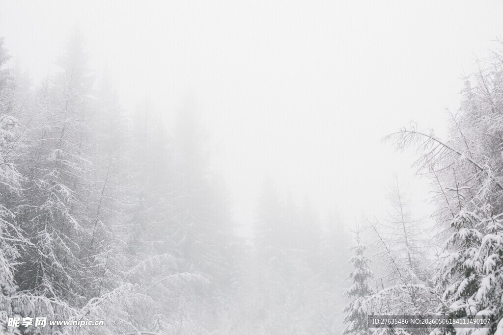 雪雾中的静谧森林