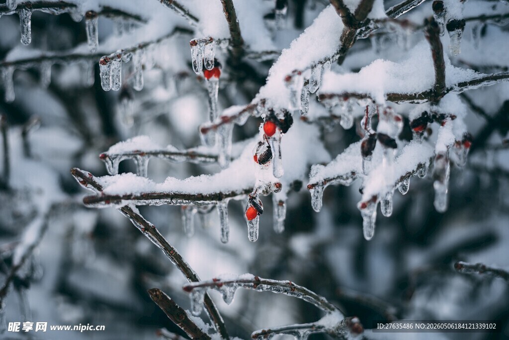 雪覆红果挂冰