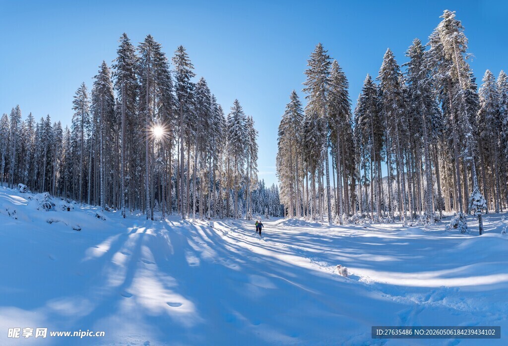 冬日雪林美景