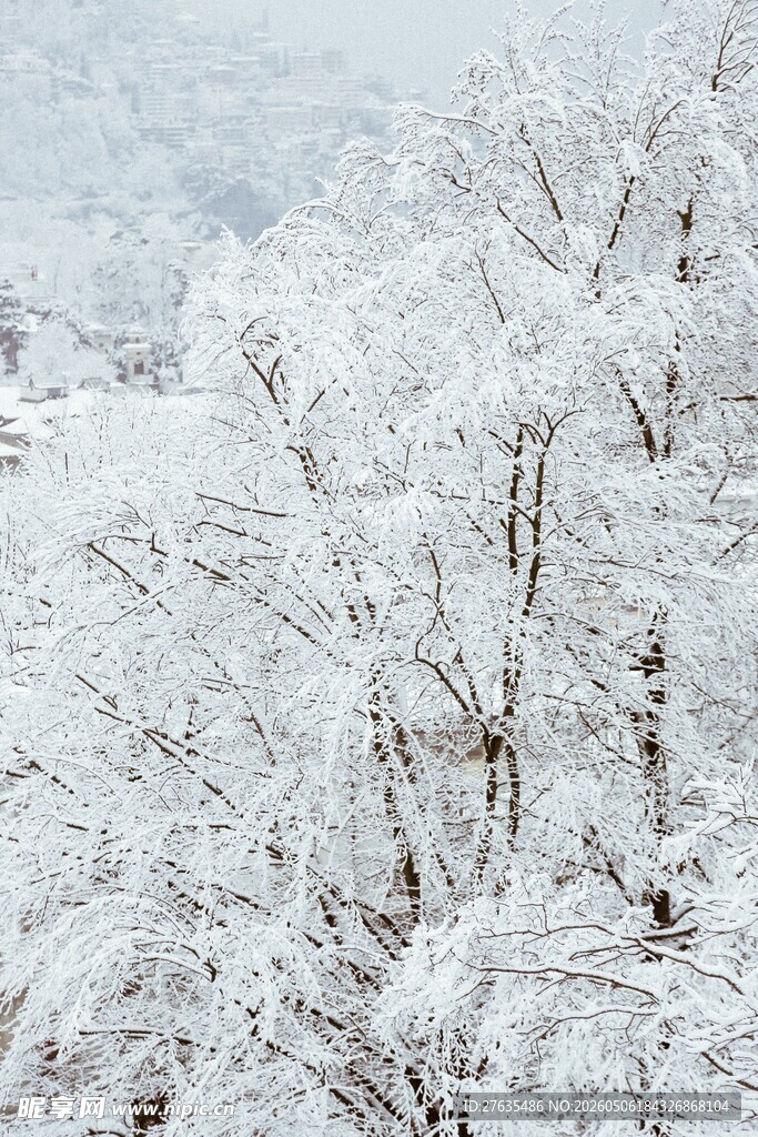 雪覆树枝的冬日美景
