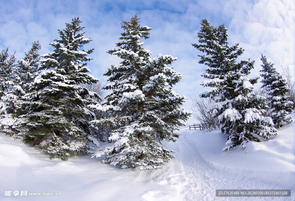 雪覆松林美景