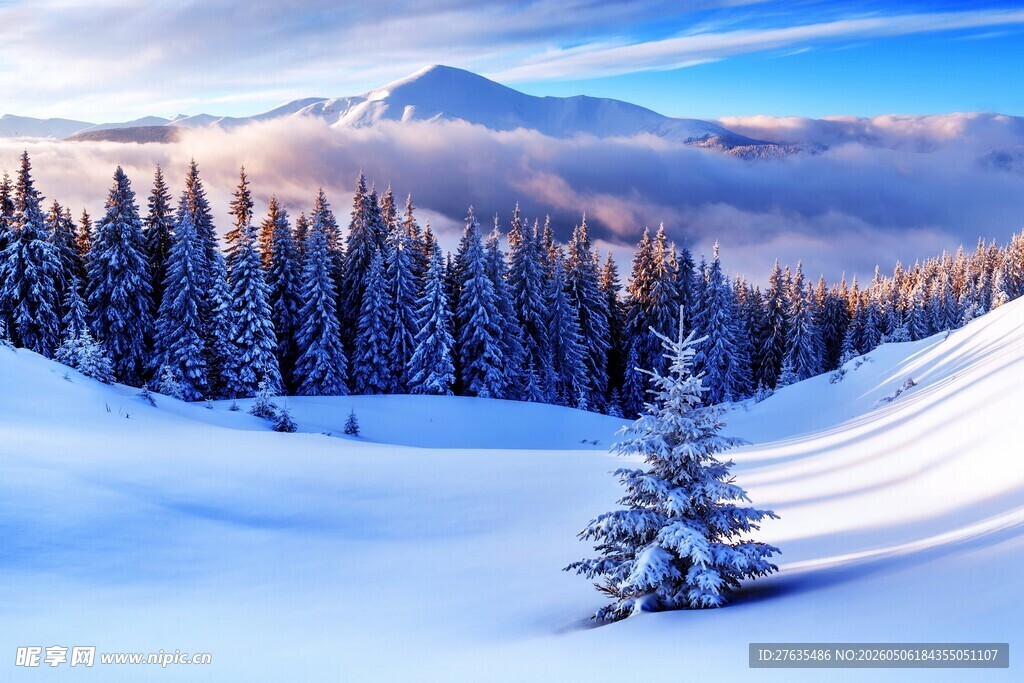 冬日雪山松林美景