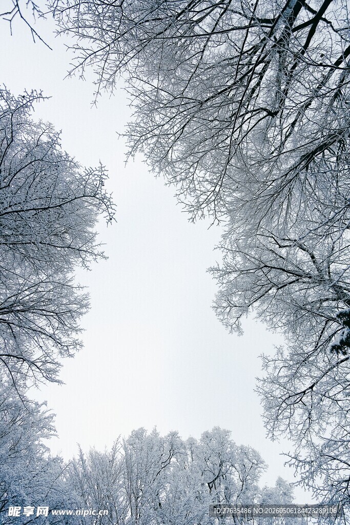 冬日雪景下的树木景观