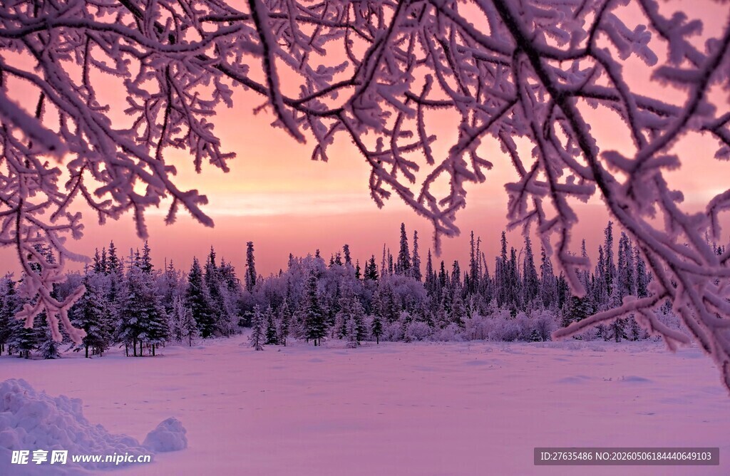 冬日雪林暮色美景
