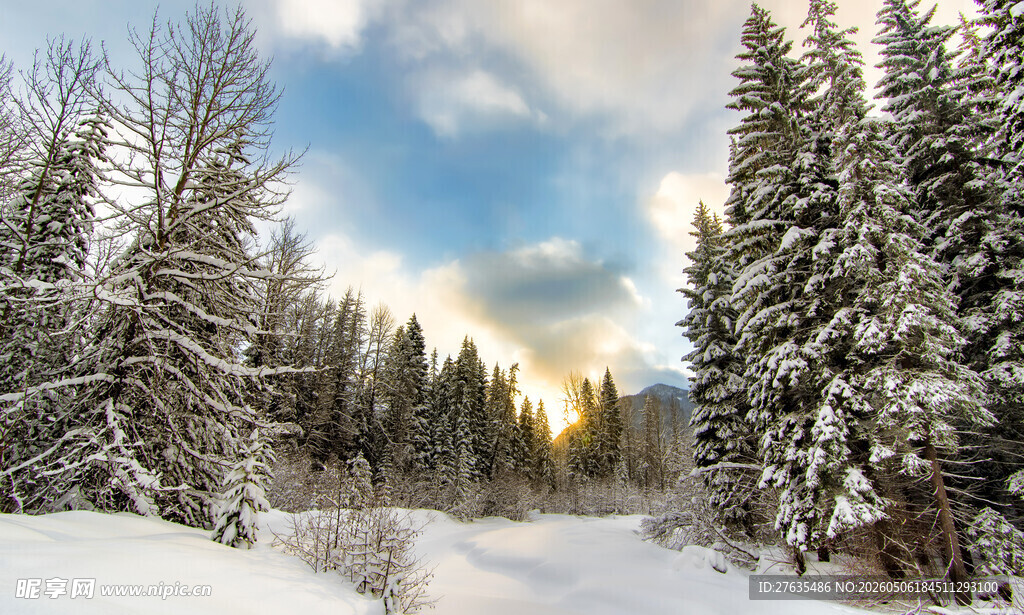 冬日雪林美景