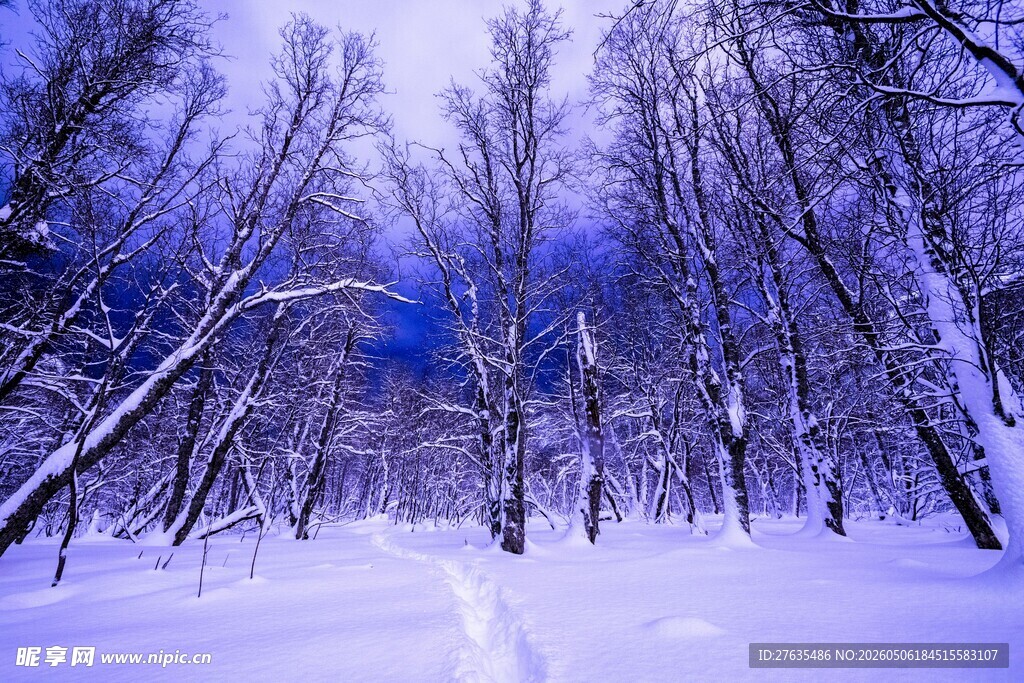 冬日雪林静谧美景