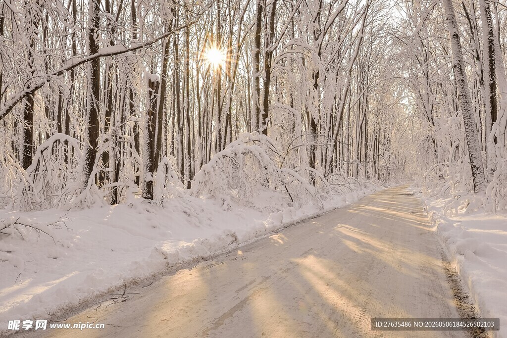 冬日雪林小路美景