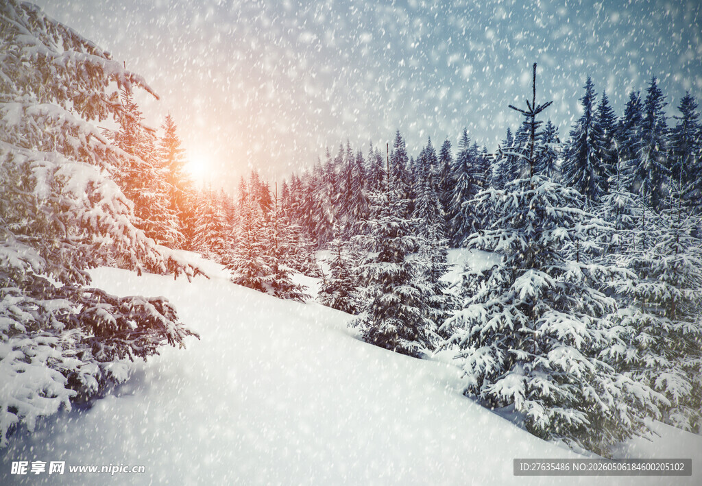 冬日雪林美景