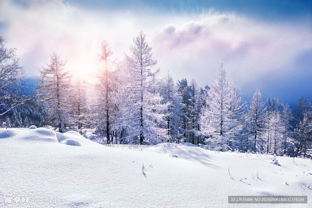 冬日雪林阳光洒落美景