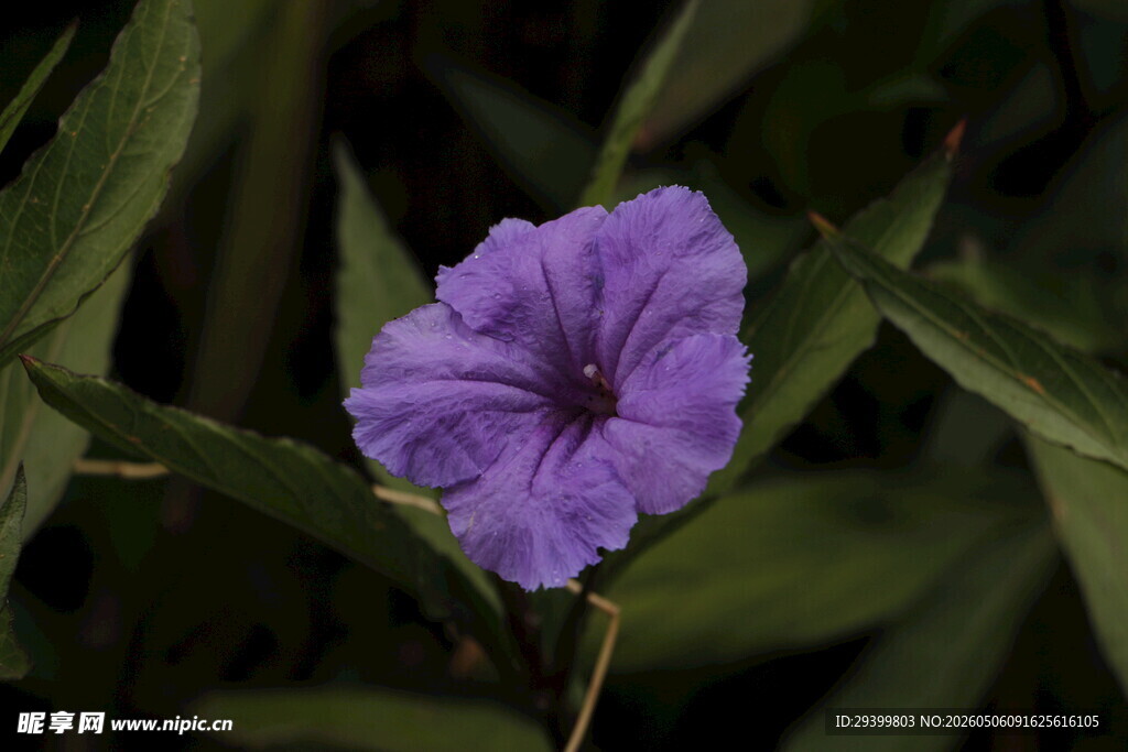 翠芦莉