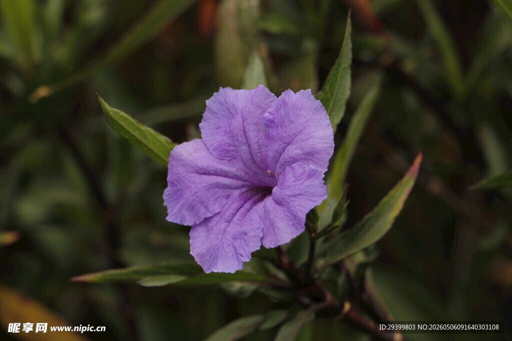 翠芦莉