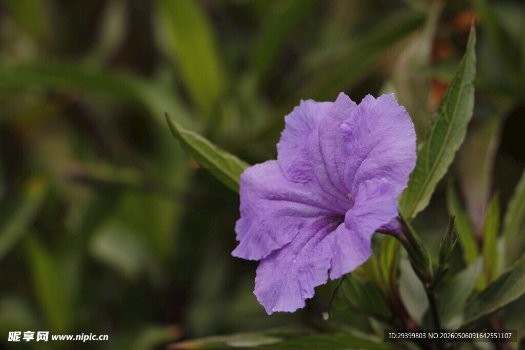 翠芦莉