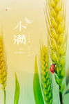 小满 二十四节气       