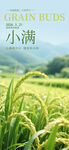 小满 二十四节气       