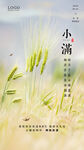 小满 二十四节气       