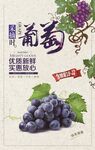 葡萄海报