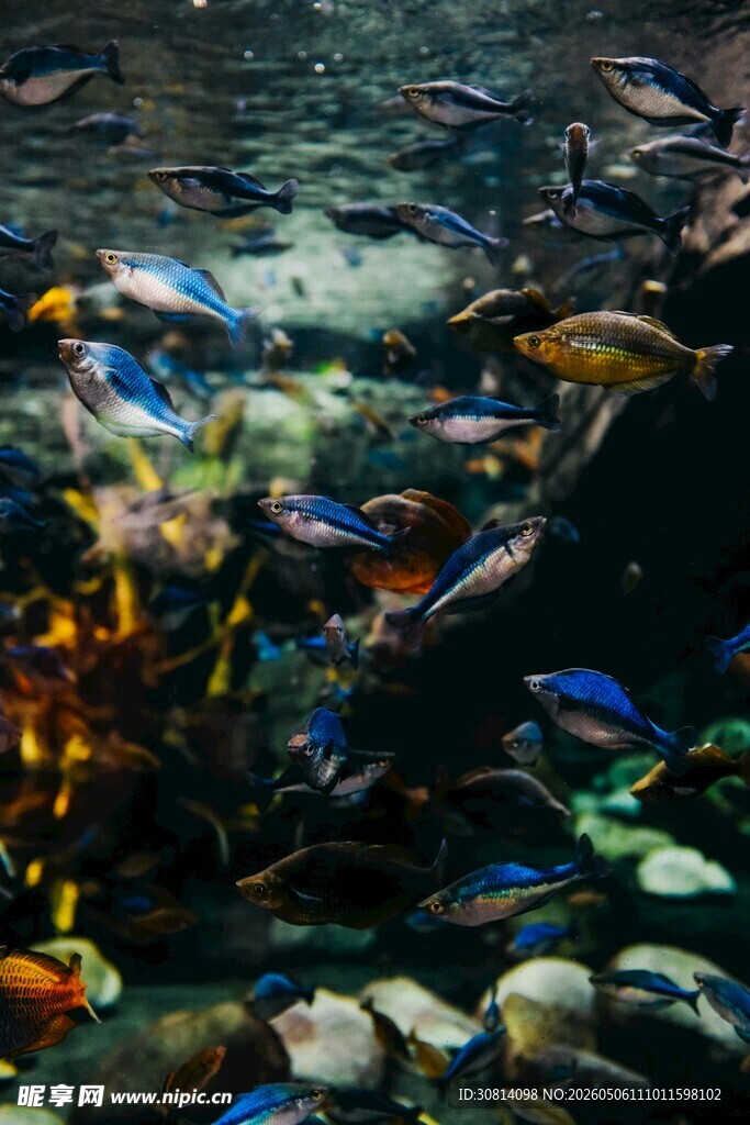 多彩水族箱中的斑斓鱼类