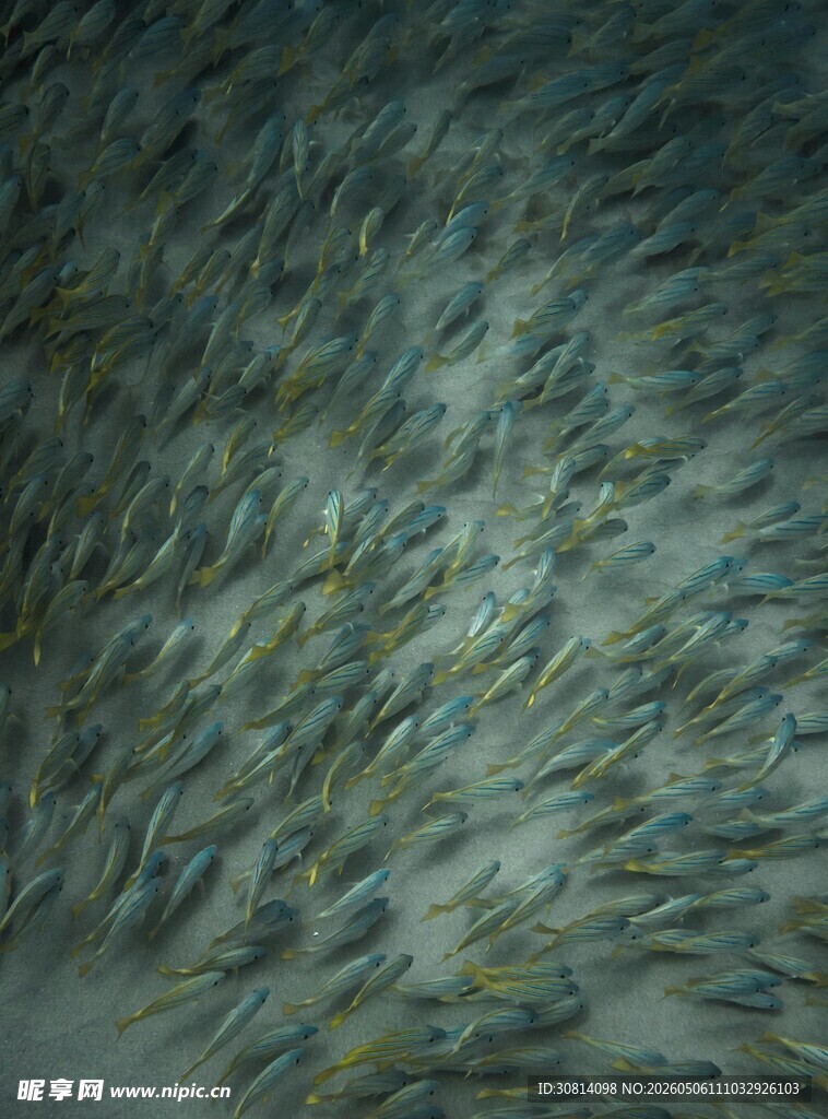海洋鱼群