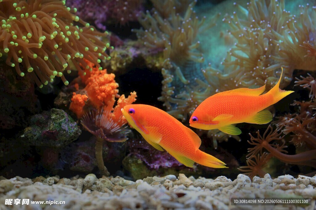 水族箱中的艳丽双橙鱼