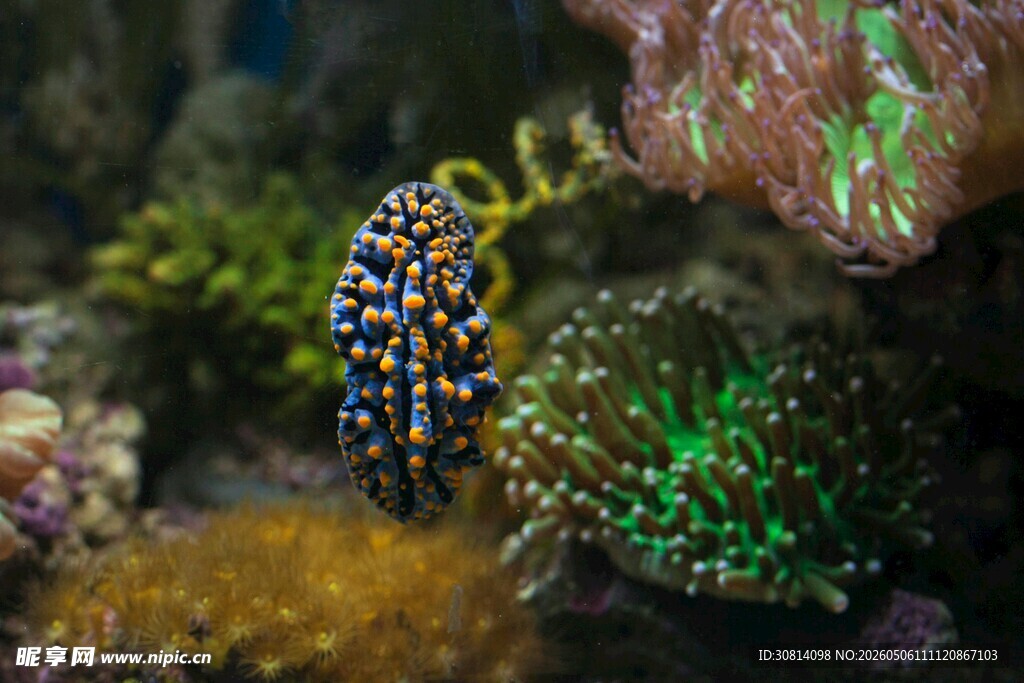海底斑斓海蛞蝓