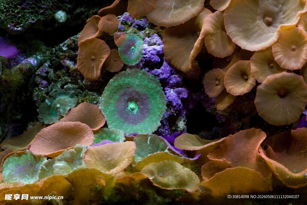海底多彩珊瑚与神秘生物