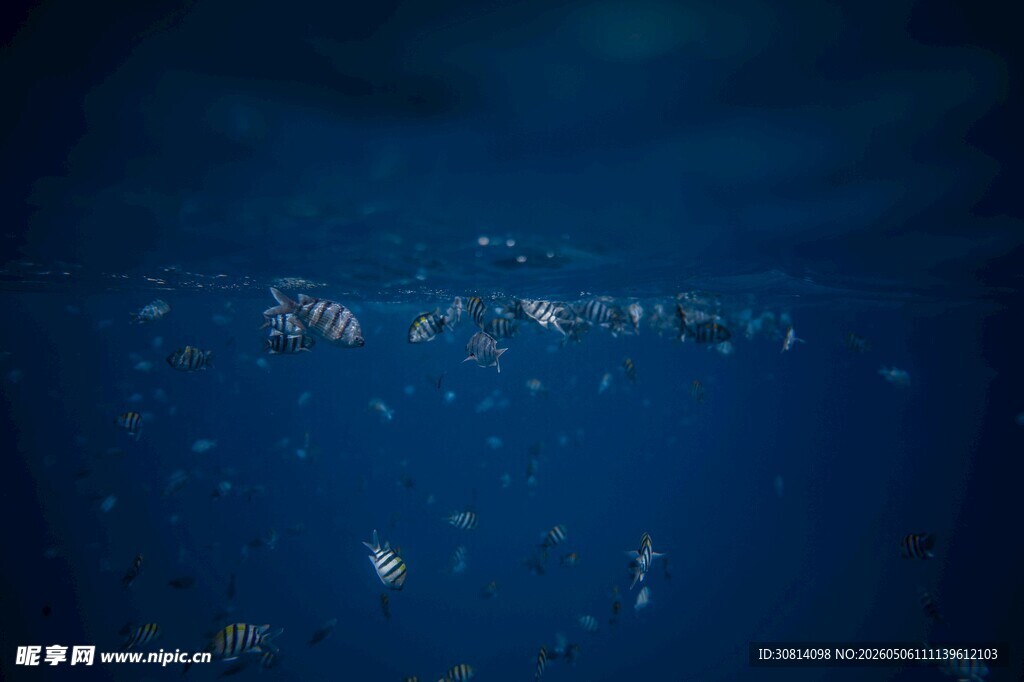 深海中的浮游生物景象