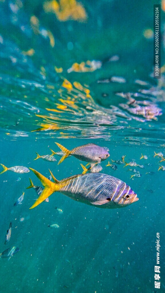 海底游动的多彩小鱼