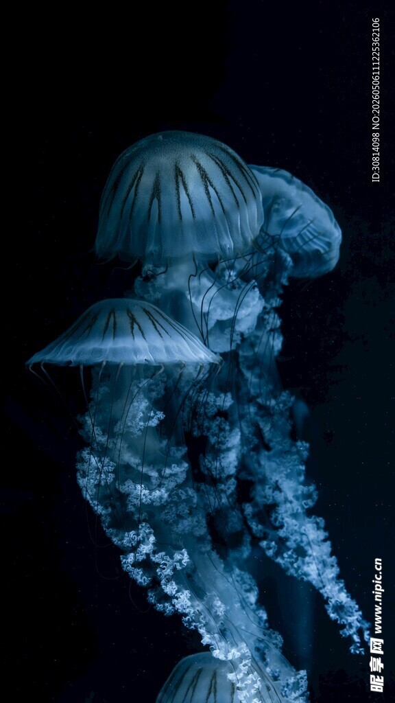 梦幻水母在水中优雅游动