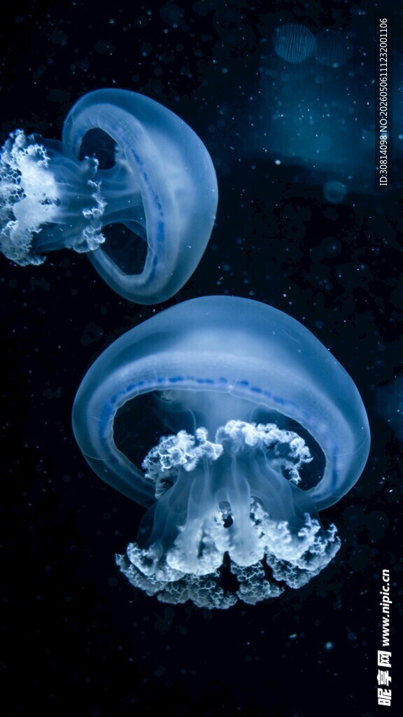 深海中游动的梦幻水母