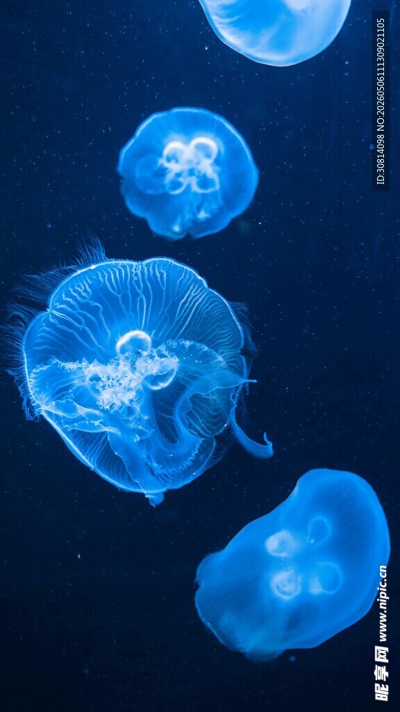 梦幻蓝色水母在水中游动