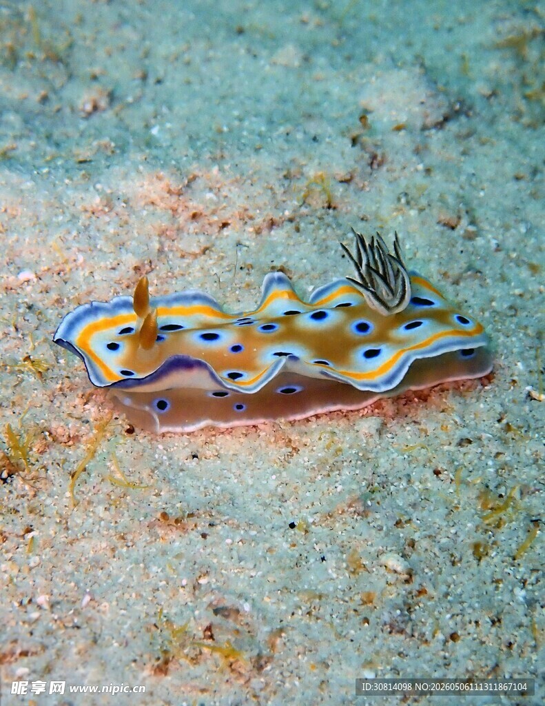 多彩海蛞蝓在海底