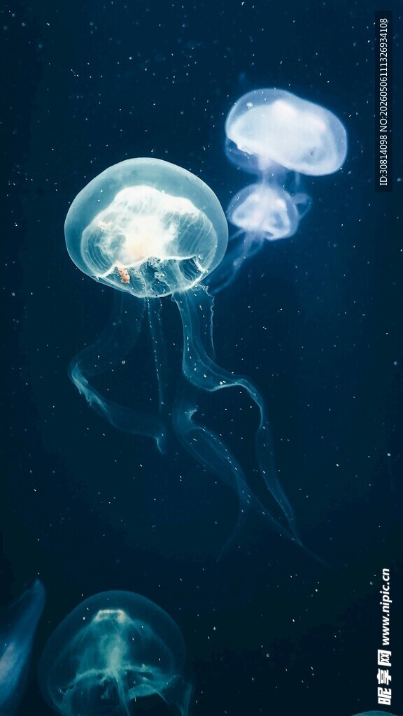 梦幻水母在深海中游弋