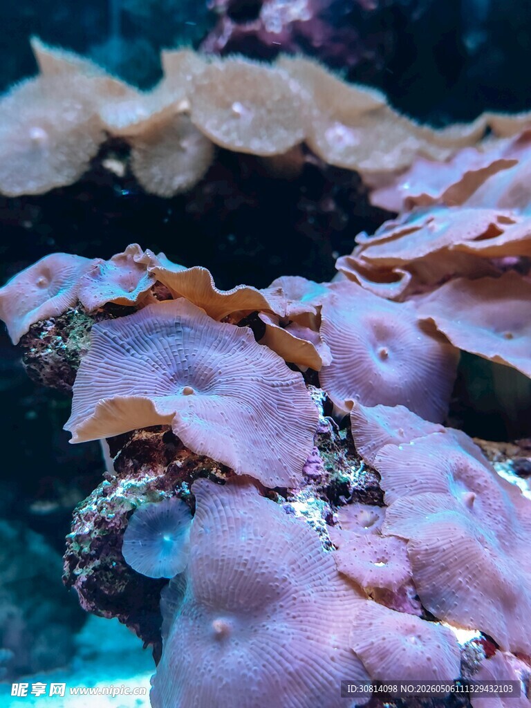 梦幻海底珊瑚景观