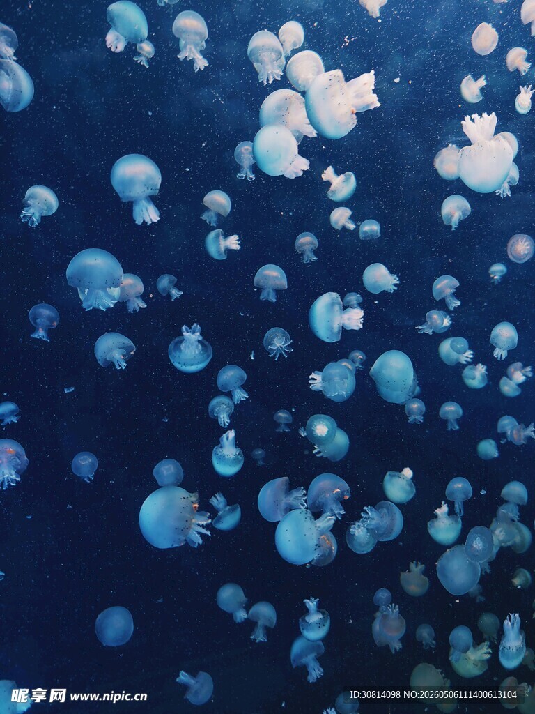 梦幻水母在深海中漂浮