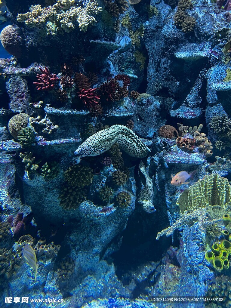 海底珊瑚与游动的海洋生物